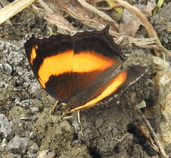Yoma sabina