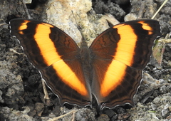 Yoma sabina