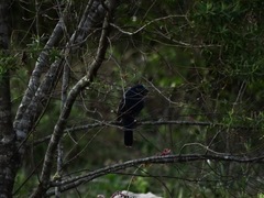 Cyanoloxia glaucocaerulea