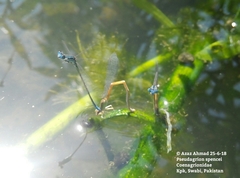Pseudagrion spencei