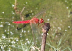 Crocothemis erythraea