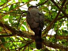 Accipiter bicolor