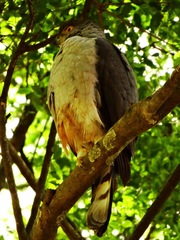 Accipiter bicolor