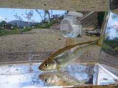 Opsariichthys evolans