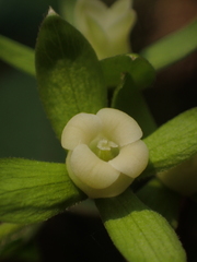 Diospyros rhombifolia