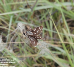 Taractrocera maevius