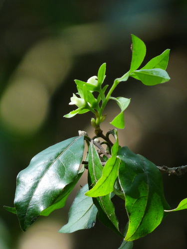 Diospyros rhombifolia, photograph 6