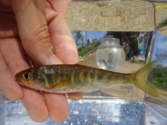 Opsariichthys evolans