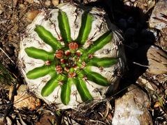 Parodia ottonis