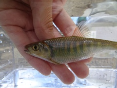 Opsariichthys evolans