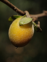 Diospyros rhombifolia