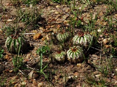 Parodia ottonis