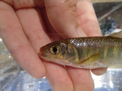 Opsariichthys evolans