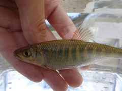 Opsariichthys evolans