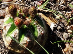 Parodia ottonis