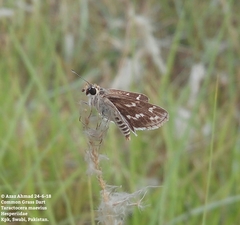 Taractrocera maevius