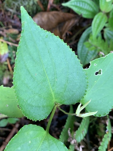 Viola chamissoniana