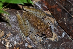 Limnonectes malesianus