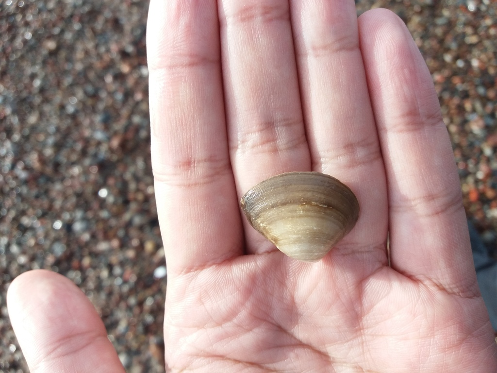 Gulf Wedge Clam