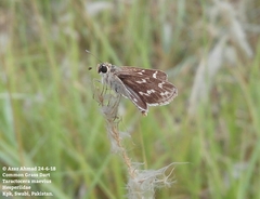 Taractrocera maevius