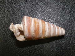 Telescopium telescopium