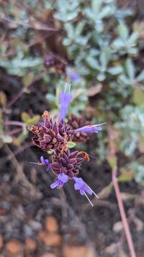 Image of Salvia clevelandii by (c) Cypress Hansen, some rights reserved (CC BY)