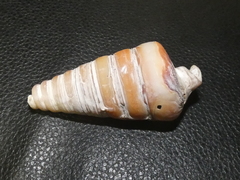 Telescopium telescopium