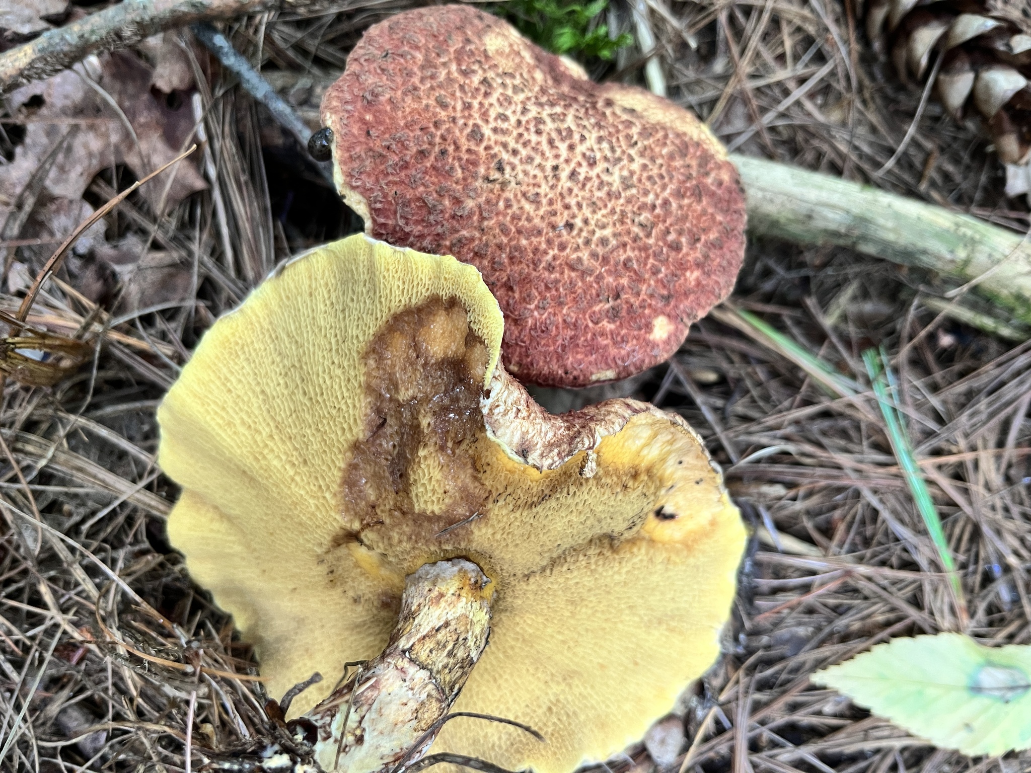 A painted suillus turned over to show its yellow pores, beside a second cap