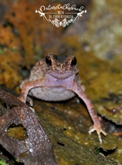 Ingerophrynus parvus