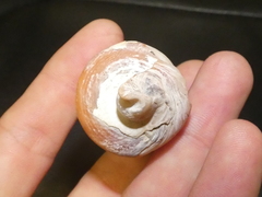 Telescopium telescopium