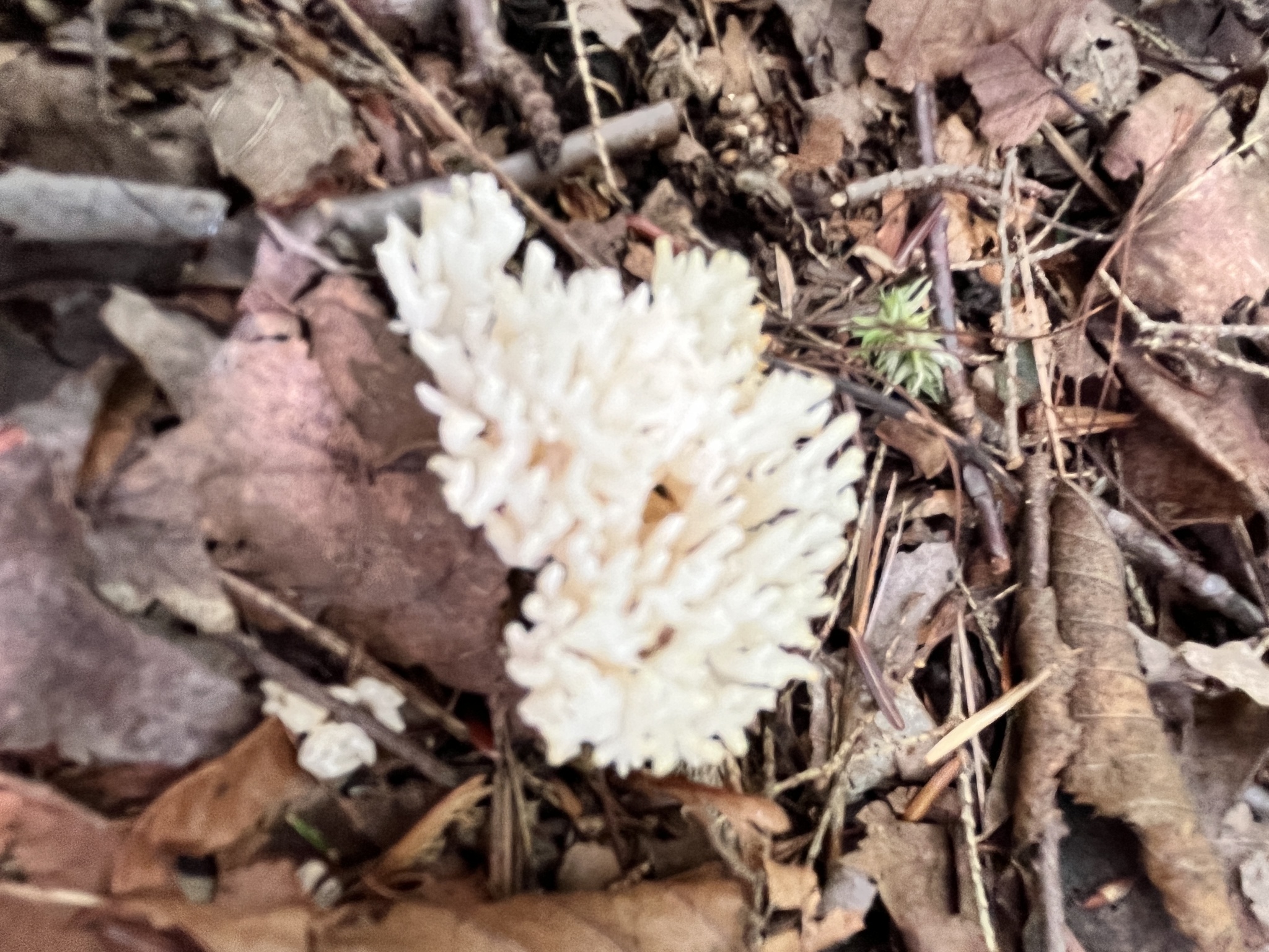A white coral fungus, like a small sea sponge, among dead leaves