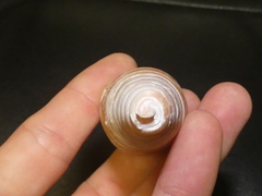 Telescopium telescopium