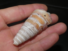Telescopium telescopium