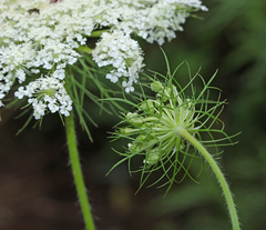 Daucus carota