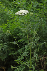 Daucus carota