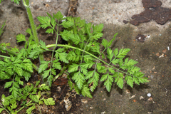 Daucus carota