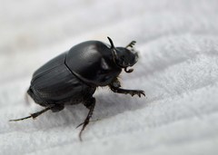 Onthophagus taurus