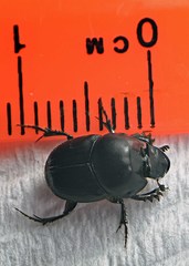 Onthophagus taurus