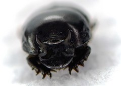Onthophagus taurus