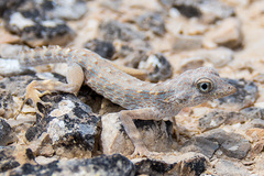 Pristurus carteri