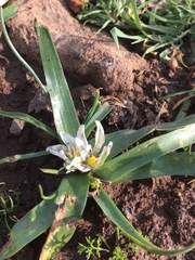 Ornithogalum lanceolatum