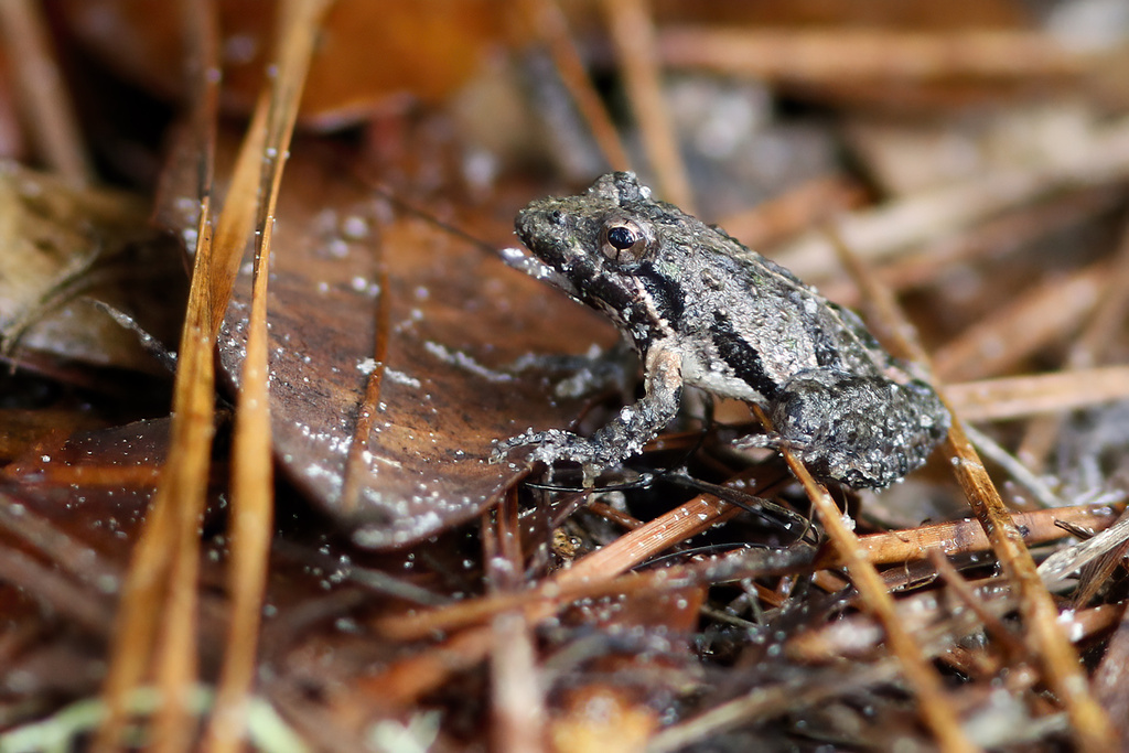 Cricket Frogs from 13093 Henry Beadel Dr, Tallahassee, FL 32312 on November 12, 2015 at 1113 AM