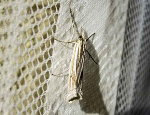 Scarce Striped Grass-veneer