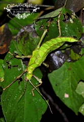 Heteropteryx dilatata