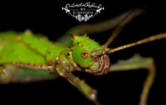 Heteropteryx dilatata