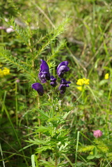 Aconitum variegatum