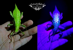 Heteropteryx dilatata