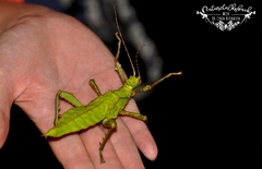 Heteropteryx dilatata