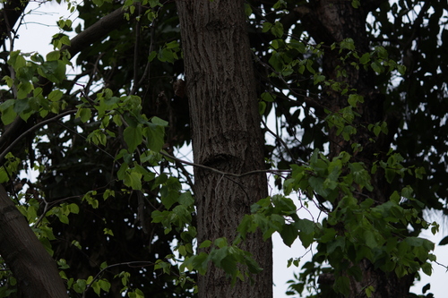 Image of Hovenia dulcis by (c) Bruno Luka de Souza Bambirra Silveira, some rights reserved (CC BY)