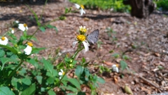 Megisba malaya sikkima